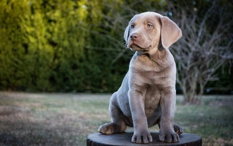 Silver Lab